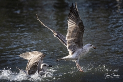 Gaviota-pescando-galletas
