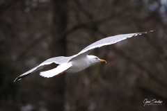 Gaviota-volando-01