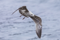 Gaviota-volando-03