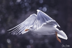 Gaviota-volando
