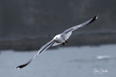 Gaviota-vuelo-maajestuoso