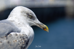 Gaviota