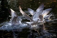 Gaviotas-en-agua