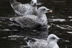 Gaviotas-en-estanque-01