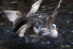 Gaviotas-en-estanque