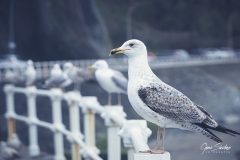 Gaviotas-posadas-copia