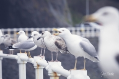 Gaviotas-reunidas