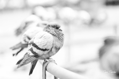 Palomas-clave-baja