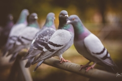 Palomas-reunidas