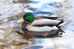 Pato