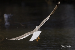Vuelo-de-gaviota-o2