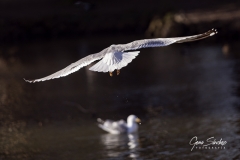 Vuelo-de-gaviota-sobre-lago