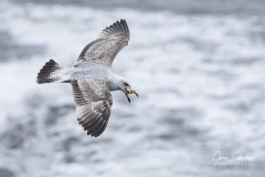 Vuelo-de-gaviota