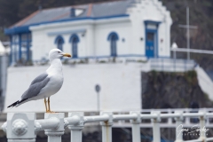 1_Luarca-gaviota