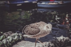 Gaviota-en-Luarca-01