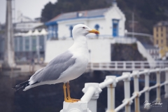 Gaviota-en-Luarca