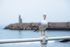 Luarca-y-su-gaviota