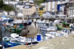Seagull-in-front-of-a-fishing-port