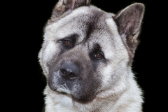 Akita Americano mirada