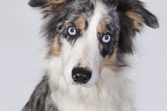 Border Collie mirada