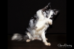 Border Collie tímido