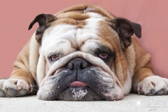 Bulldog Inglés mirada