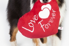 Dog love is forever