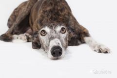 Galgo mirada