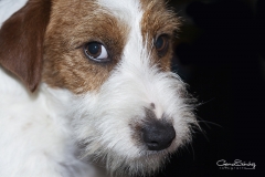 Jack Russell mirada