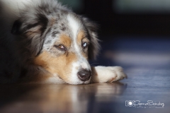 MIrada Pastor Australiano 02