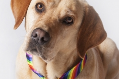 Mirada de Labrador Retriever