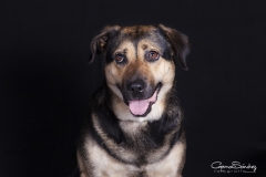 Mirada de perro 03