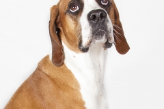 Mirada de perro inocente