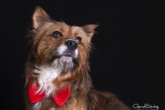 Mirada perro elegante