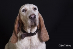 Mirada perro sabueso