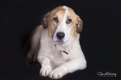 Mirada tierna de perro