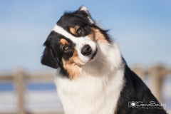 Pastor Australiano mirada 05