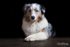 Pastor Australiano mirada