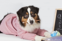 Perrita en la escuela
