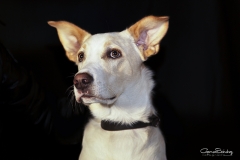 Perro Podenco mirada