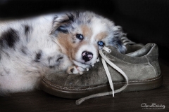 Perro con zapato