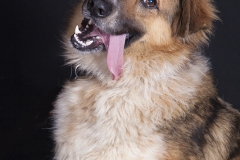 Sonrisa de perro