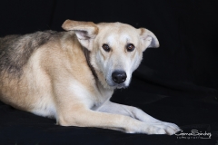 Tierna mirada de perro