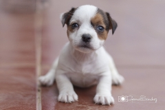 pequeño Jack russell