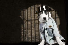 perro guardia civil mirada