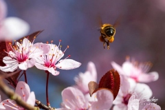 Abeja-en-busca-de-flor