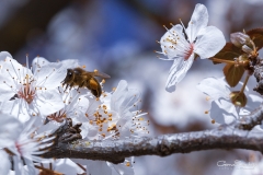 Abeja y cerezo en flo