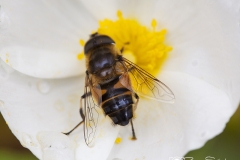 Abeja polenizando heliantemo. gemasanchezfotografia.com
