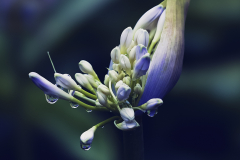 Agapanto-bajo-la-lluvia