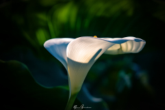 Calla-01